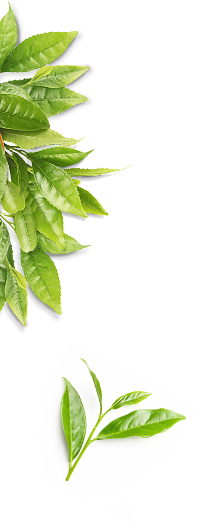 茶葉