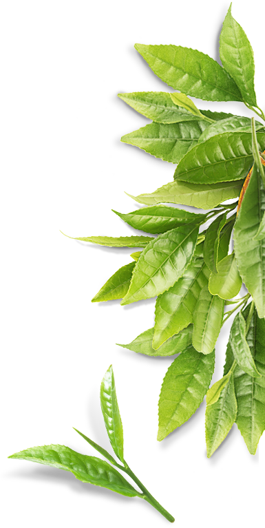 茶葉
